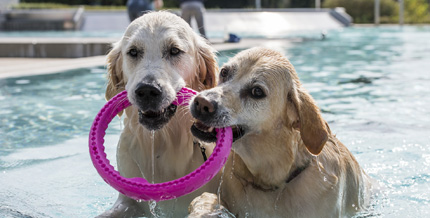 Am 9. September gibt es wieder einen Hundeschwimmtag.