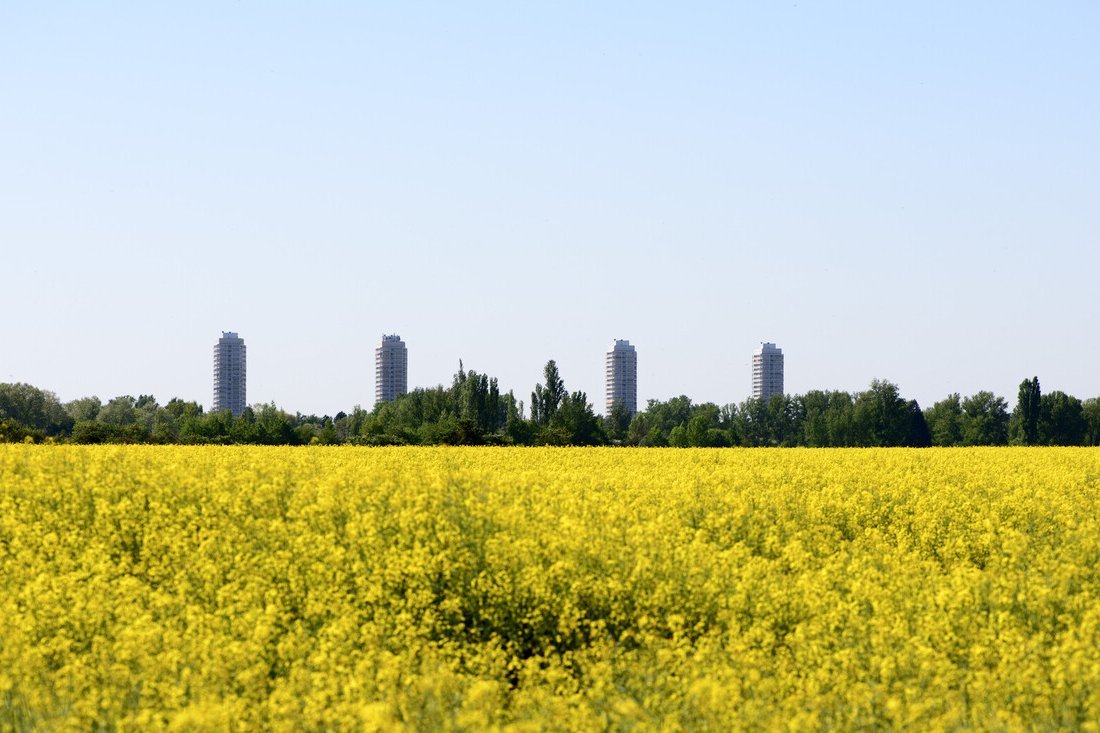 Rapsfeld in Ludwigshafen Friesenheim