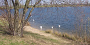 Wasservögel am Ufer des Begütenweiher.