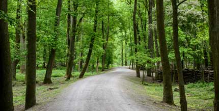 Waldweg im Wildpark Rheingönheim