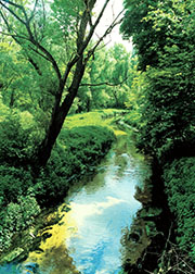 Das Rehbachtal bezaubert mit seinem naturnahen Bachlauf und einer großen Artenvielfalt.