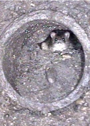 Eine Ratte beobachtet aus einem fast vollständig verstopften Zulauf die Kanalfilmung.