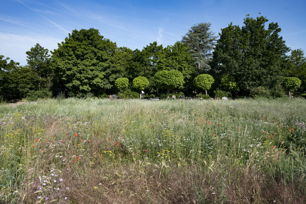 Blumenwiese am Hauptfriedhof Ludwigshafen Blumenwiese am Hauptfriedhof Ludwigshafen